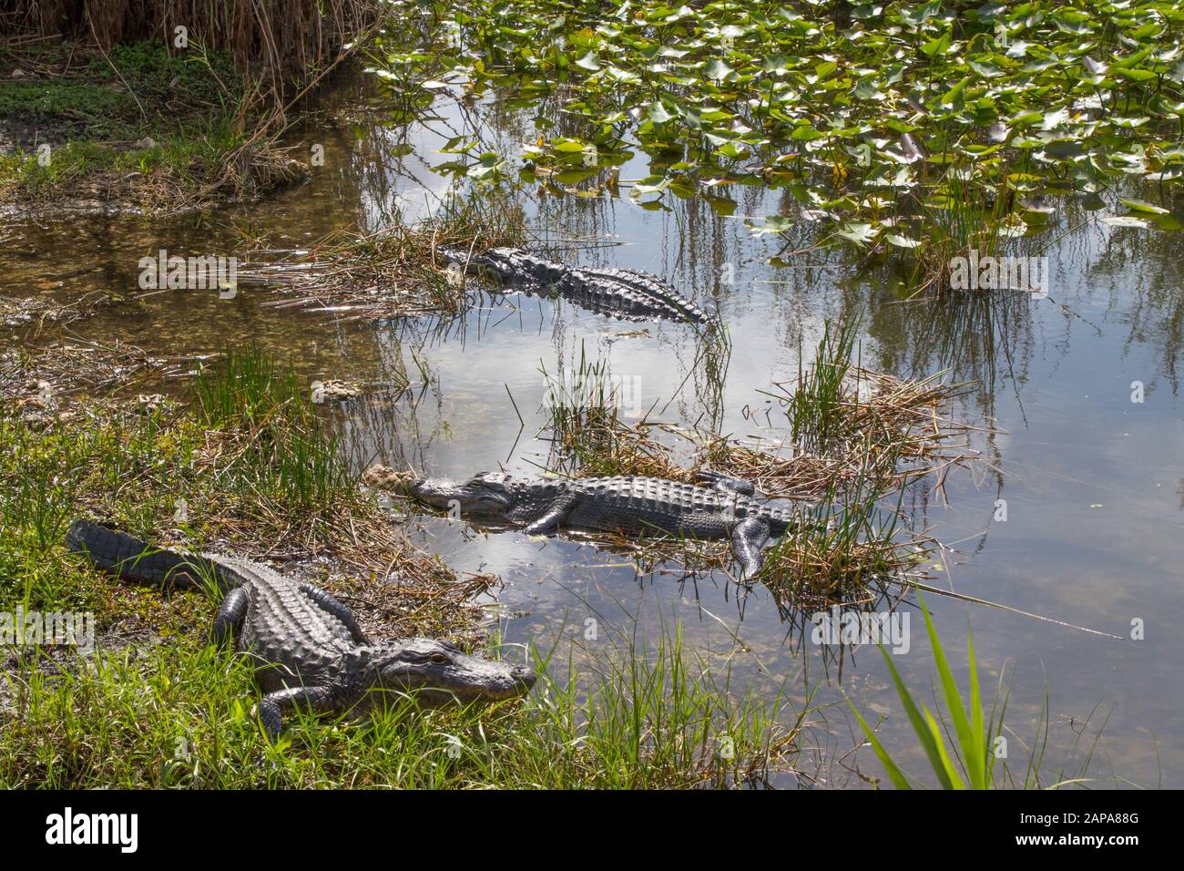Le parc national des Everglades Banque D'Images