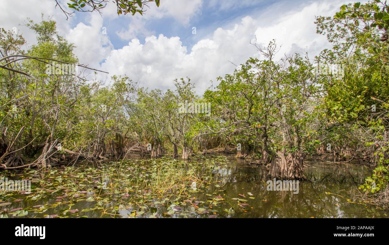 Le parc national des Everglades Banque D'Images