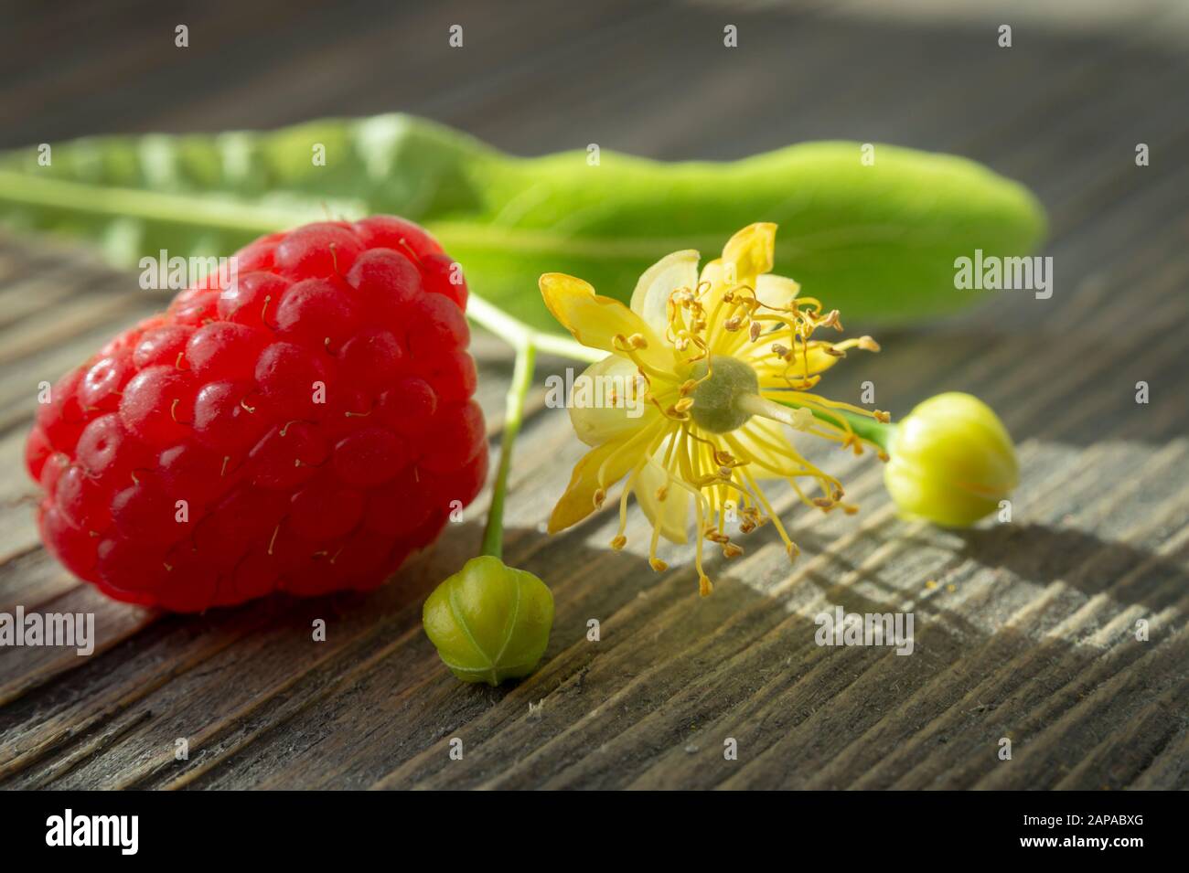 Framboise fraîche rouge mûre avec fleur de linden reposant sur une surface de bois striée rustique dans une vie toujours saisonnière étroite Banque D'Images