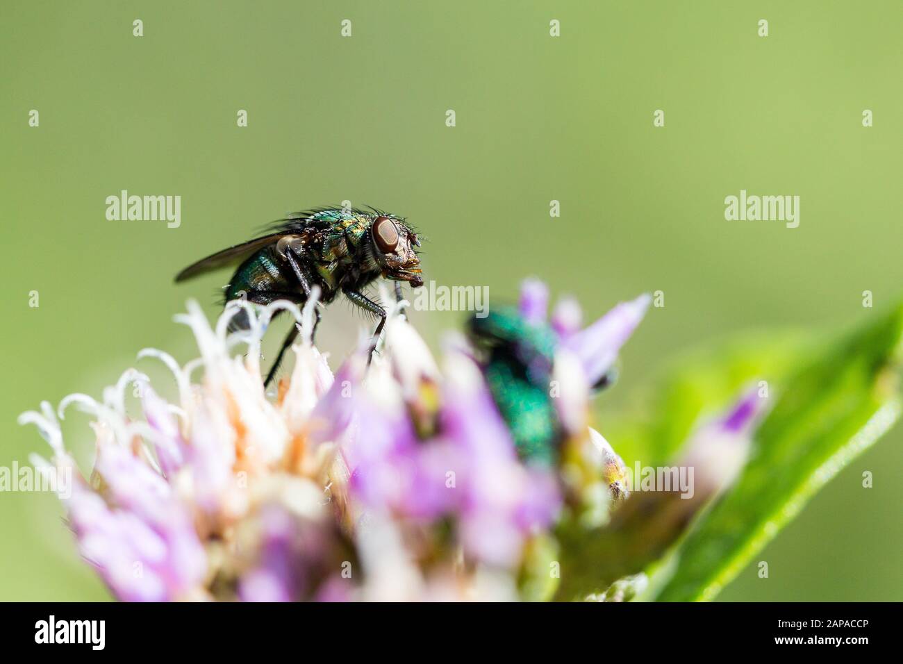 Close up d'une mouche sur une fleur Banque D'Images