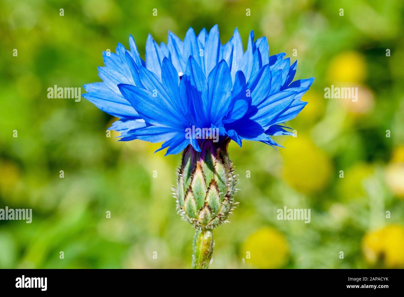 Fleur de maïs (centaurea cyanus), également appelée Bluebottle, gros plan d'une tête de fleur solitaire. Banque D'Images