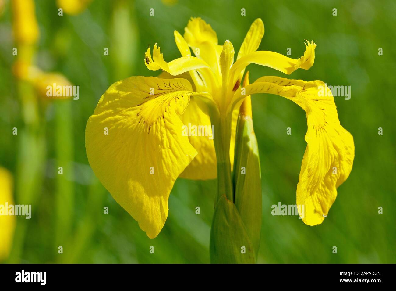 Iris jaune ( iris pseudacorus), également connu sous le nom de drapeau jaune, gros plan d'une seule fleur sur fond vert. Banque D'Images