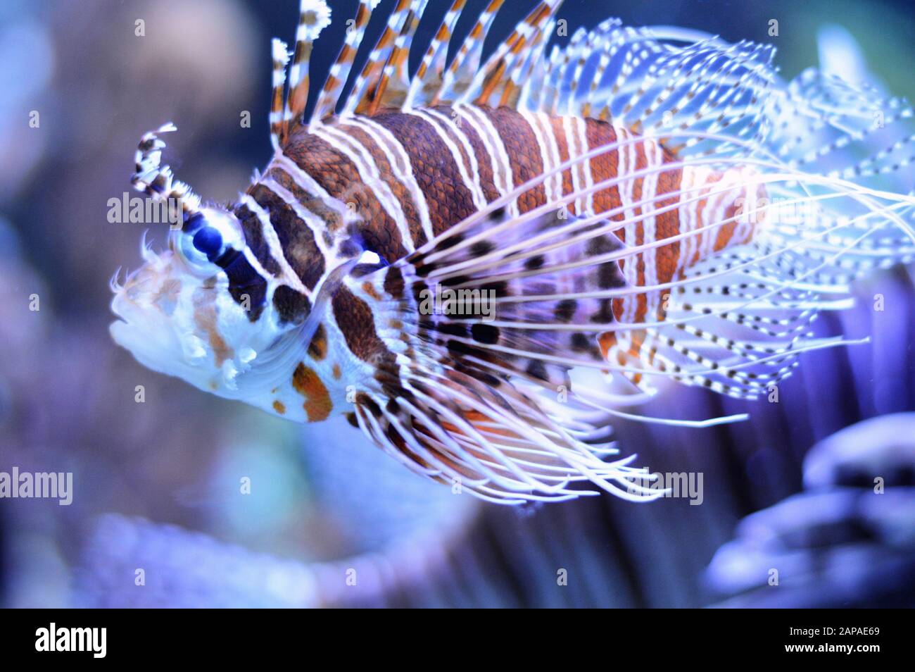 Belle et dangereuse lionfish, c'est un poisson d'eau salée. C'est un poisson venimeux. Banque D'Images