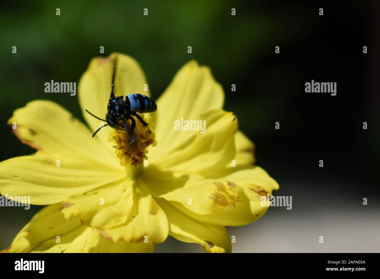 Manteau et dague abeille. Thyreus lilacinus Banque D'Images