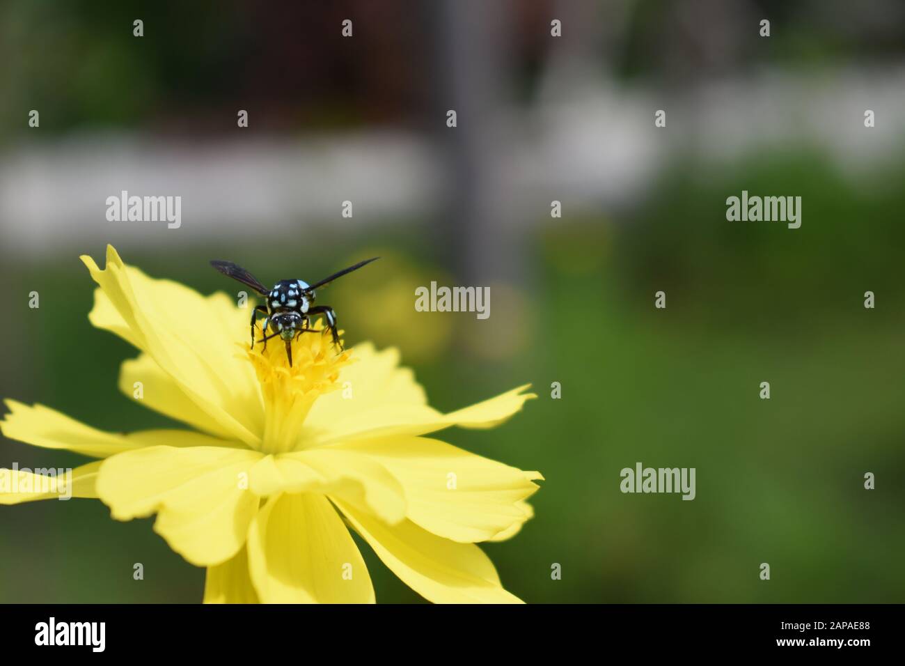 Une abeille au néon couckoo (Thyreus nitidulus) perchée sur une fleur de cosmos de soufre. Surakarta Indonésie. Banque D'Images