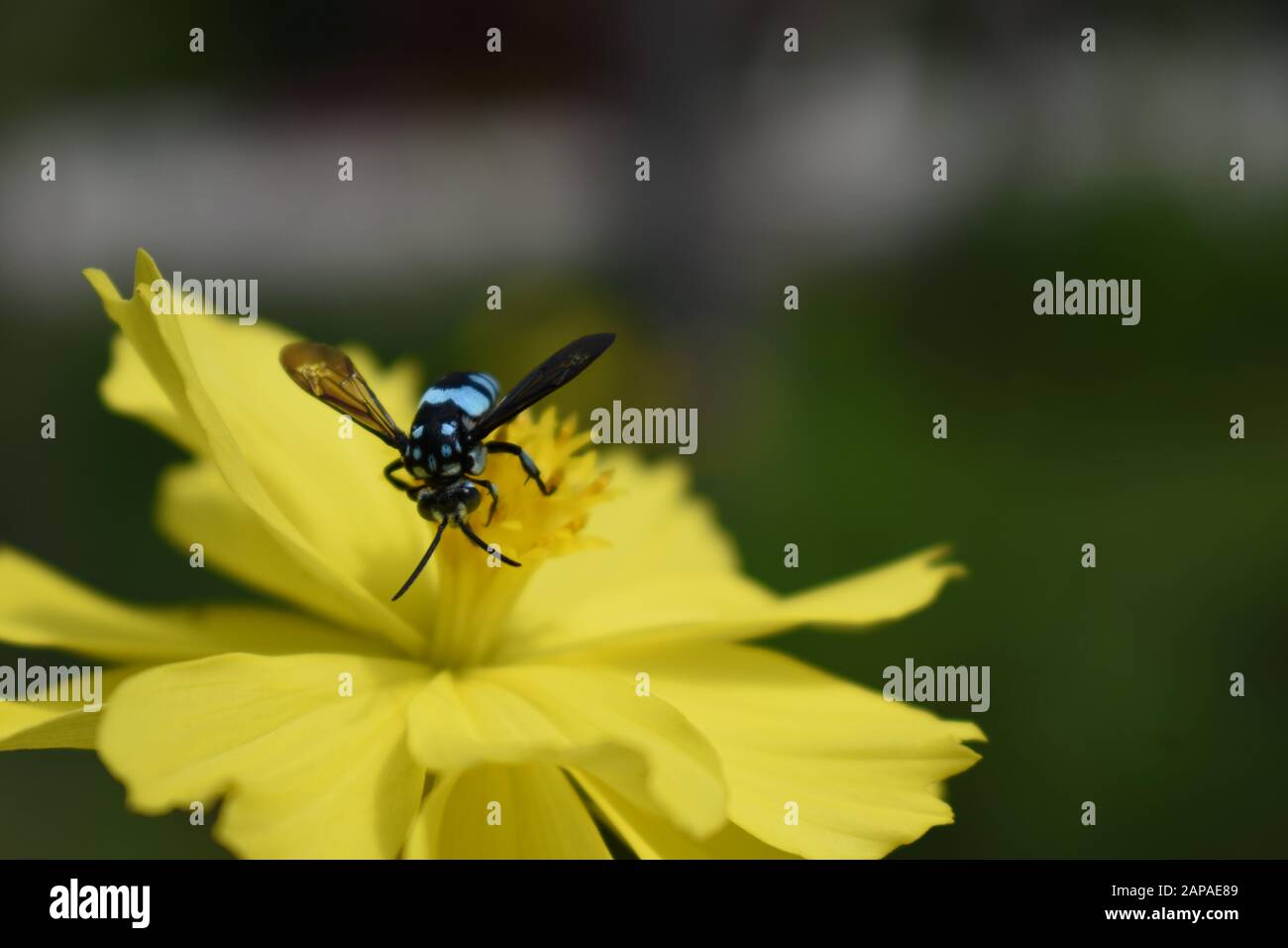 Une abeille manteau et poignard (Thyreus sp) perchée sur une fleur de cosmos de soufre. Surakarta Indonésie. Banque D'Images