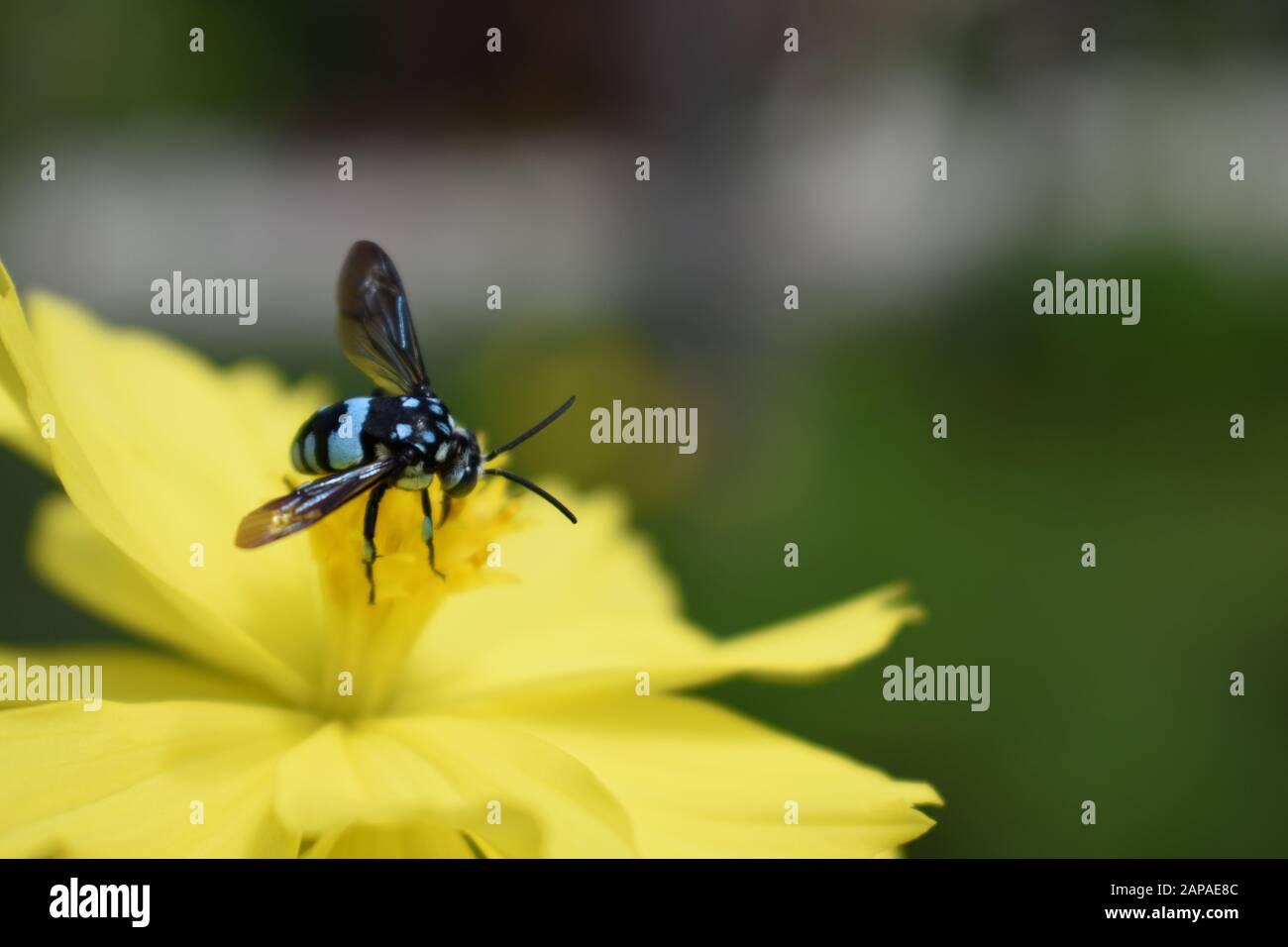 Une abeille au néon couckoo (Thyreus nitidulus) perchée sur une fleur de cosmos de soufre. Surakarta Indonésie. Banque D'Images