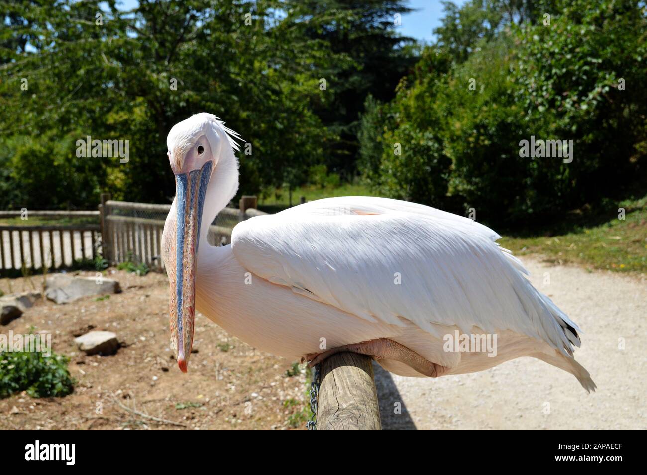 Magnifique et grand oiseau blanc, de type pélican. C'est un grand oiseaux d'eau. Banque D'Images