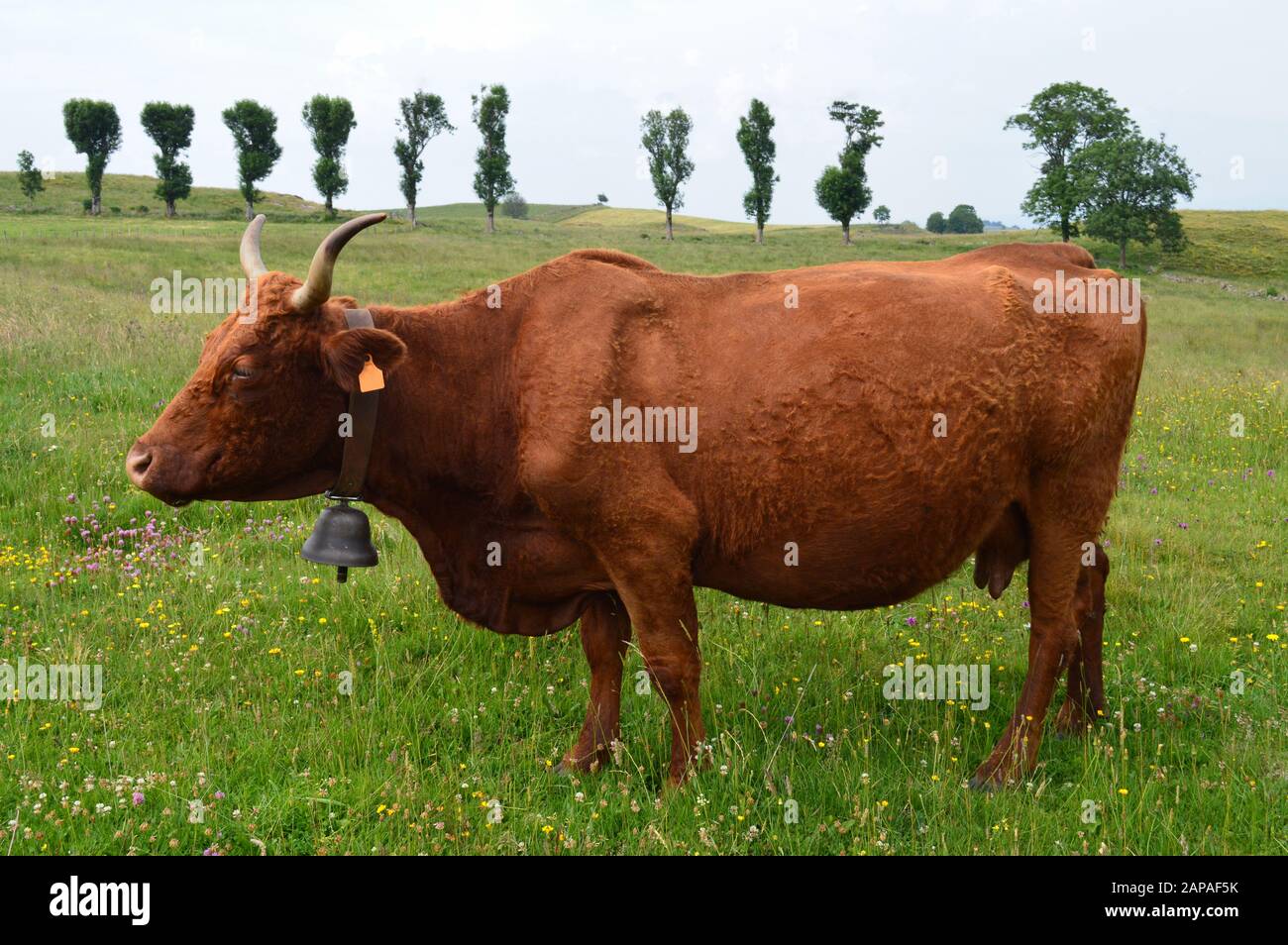 Belle vache de montagne de Salers se reproduisent dans un champ. Bovins laitiers Banque D'Images