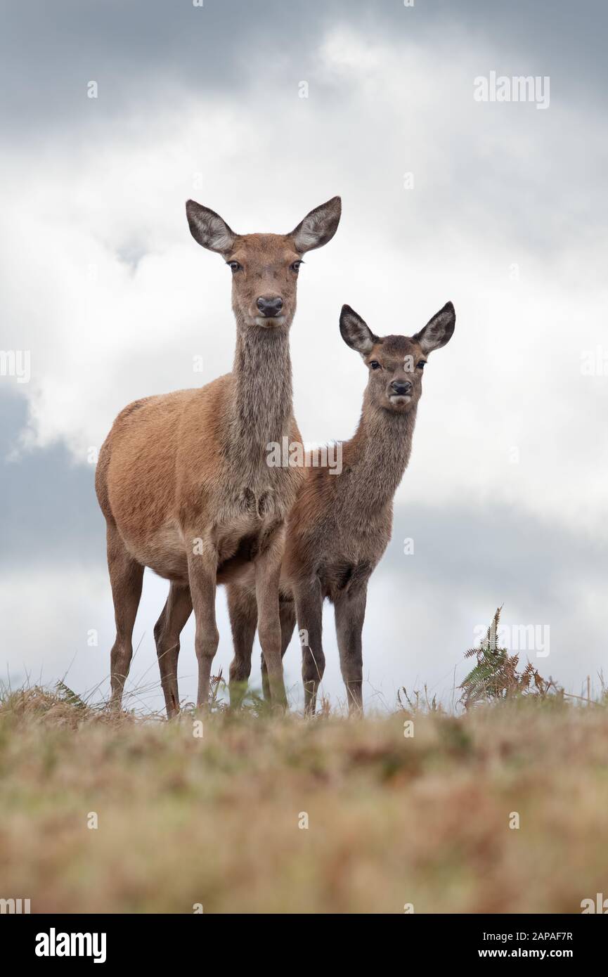 Hind et veau de Red Deer (Cervus elaphus) Banque D'Images
