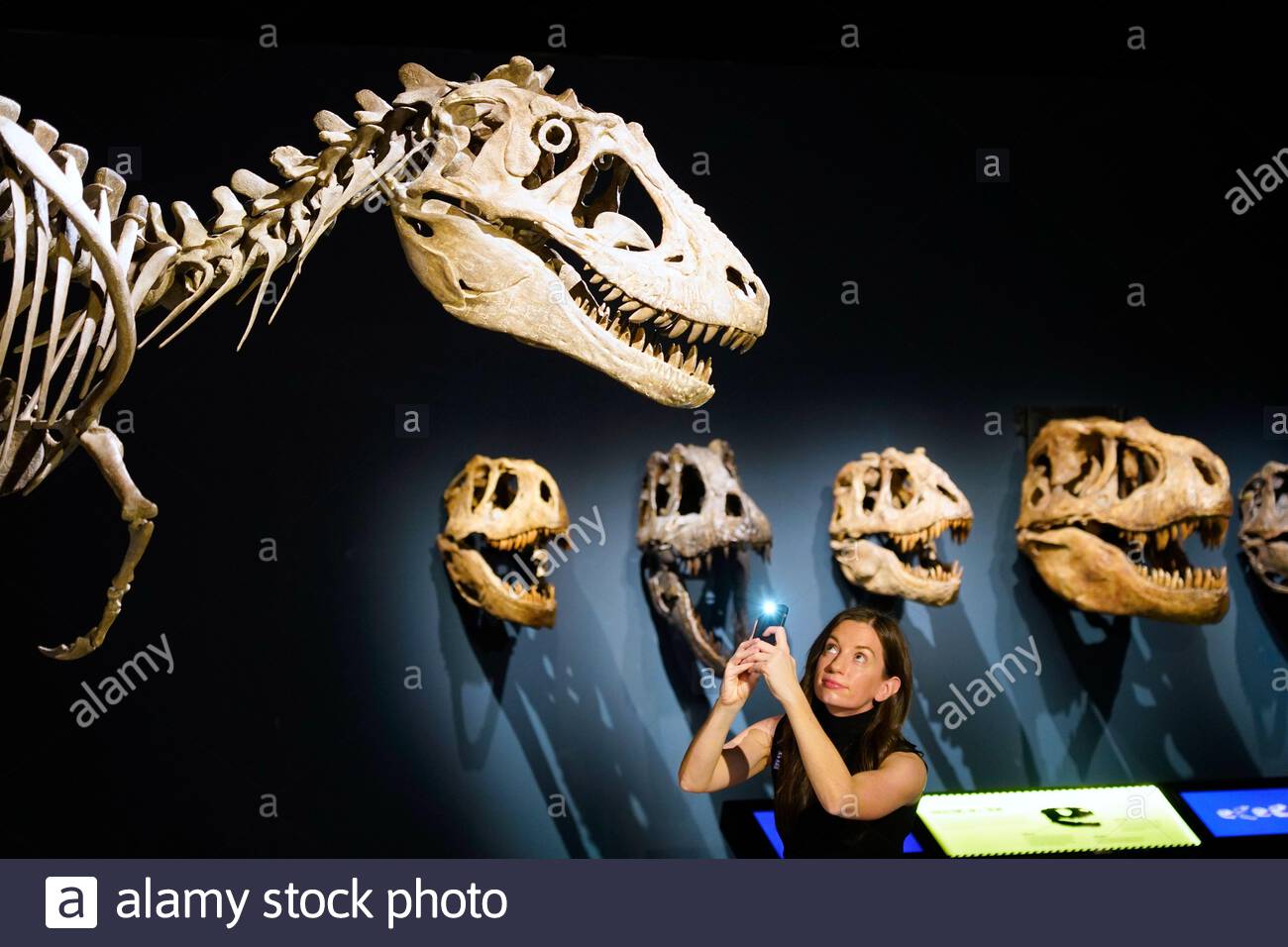 Édimbourg, Écosse, Royaume-Uni. 22 janvier 2020. L'exposition la plus complète jamais montée sur les tyrannosaures ne fera qu'une apparition européenne lorsqu'elle s'ouvrira au Musée National d'Ecosse à Edimbourg le 23 janvier 2020, jusqu'au 4 mai. Les Tyrannosaures exploreront les dinosaures les plus redoutés et les plus révérés, apportant les dernières découvertes paléontologiques à la vie et les idées préconçues difficiles sur ces prédateurs féroces. Alice Wyllie, agente des communications du Musée, diffuse une lumière sur les Tyrannosaures. Crédit: Craig Brown/Alay Live News Banque D'Images