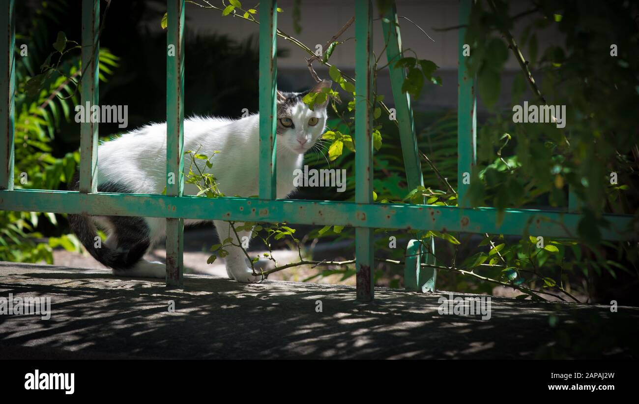 Chat gris et blanc stagnez sur le mur en regardant la caméra derrière la clôture verte à Eressos, Lesvos Grèce Banque D'Images
