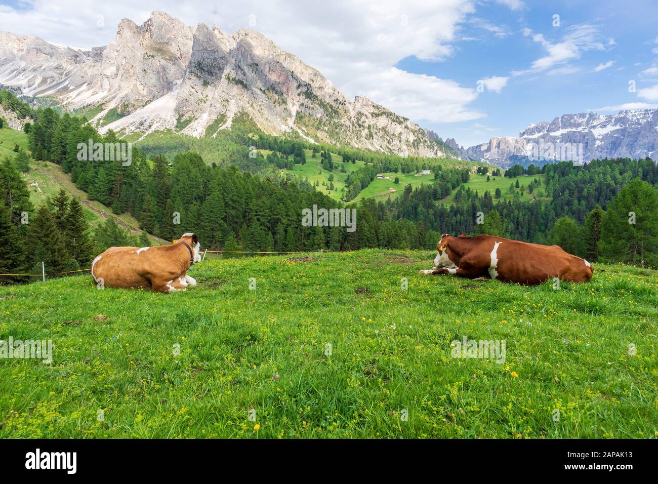 Vaches sur un pré vert dans les Dolomites. Val Gardena. Italie. Banque D'Images