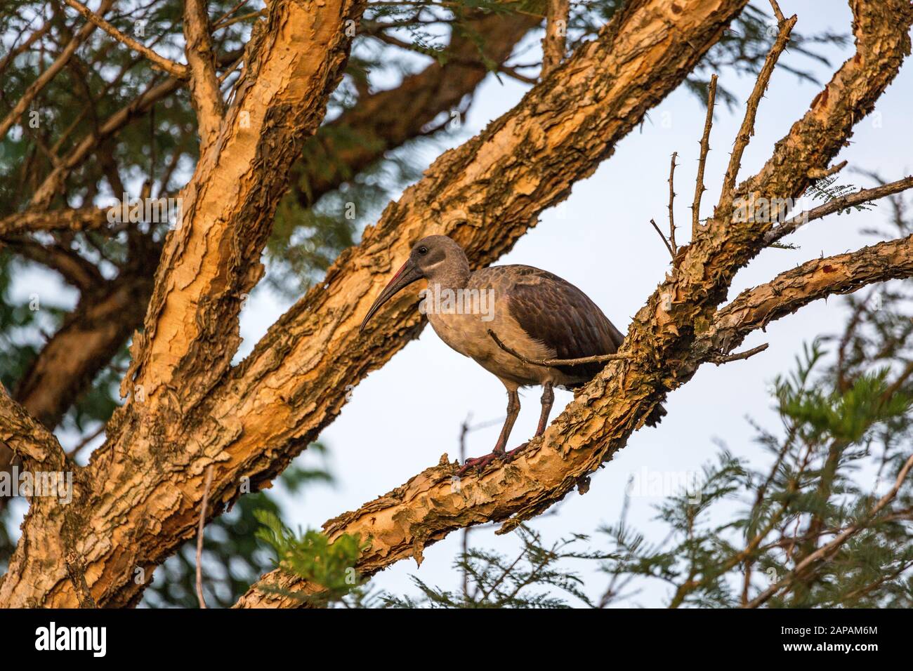 Hadada ibis (Bostrychia hagedash) sur un arbre dans la lumière du matin, Afrique du Sud Banque D'Images