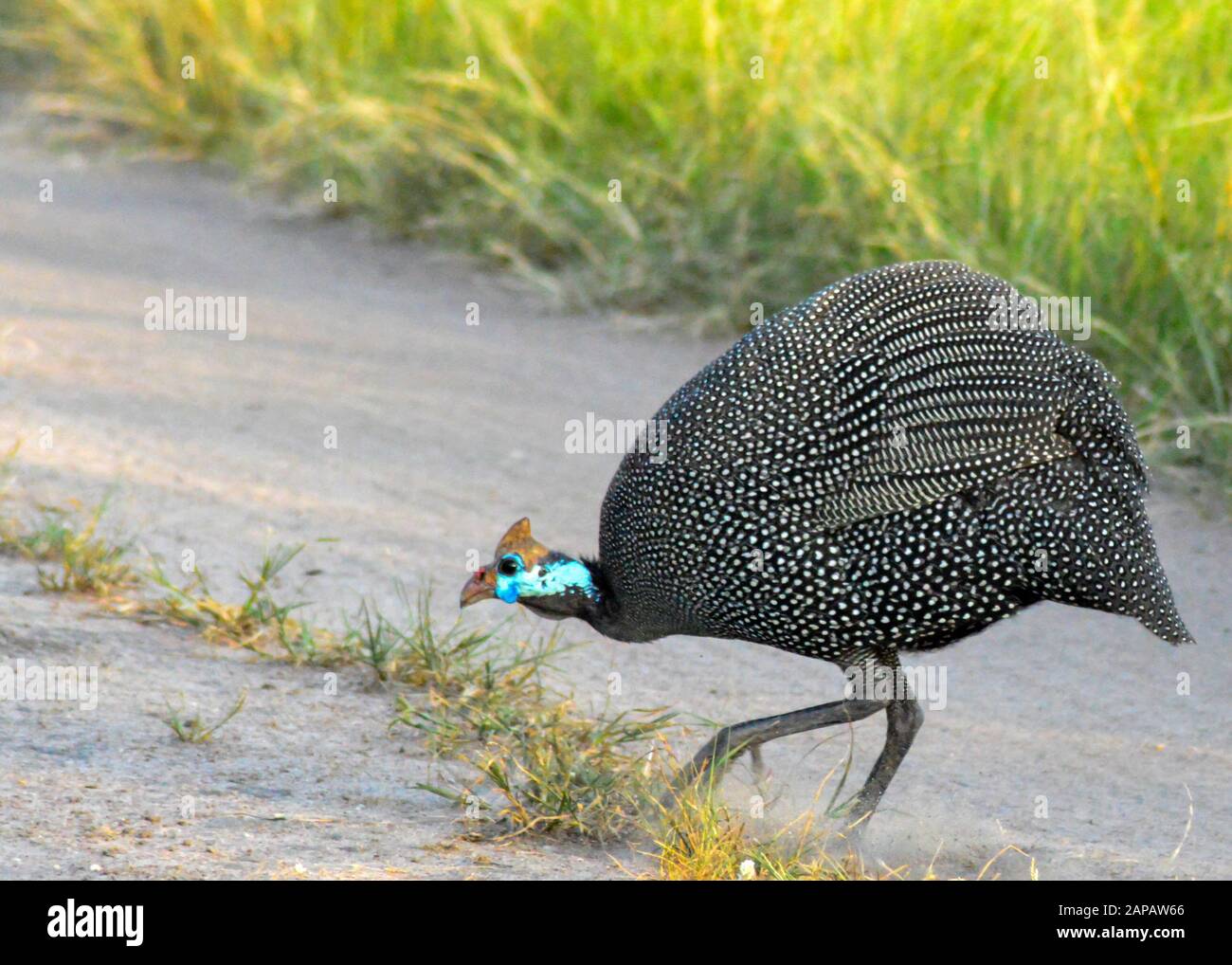 Chouette Hémérée Dans Le Parc National De La Reine-Élisabeth, Ouganda Banque D'Images