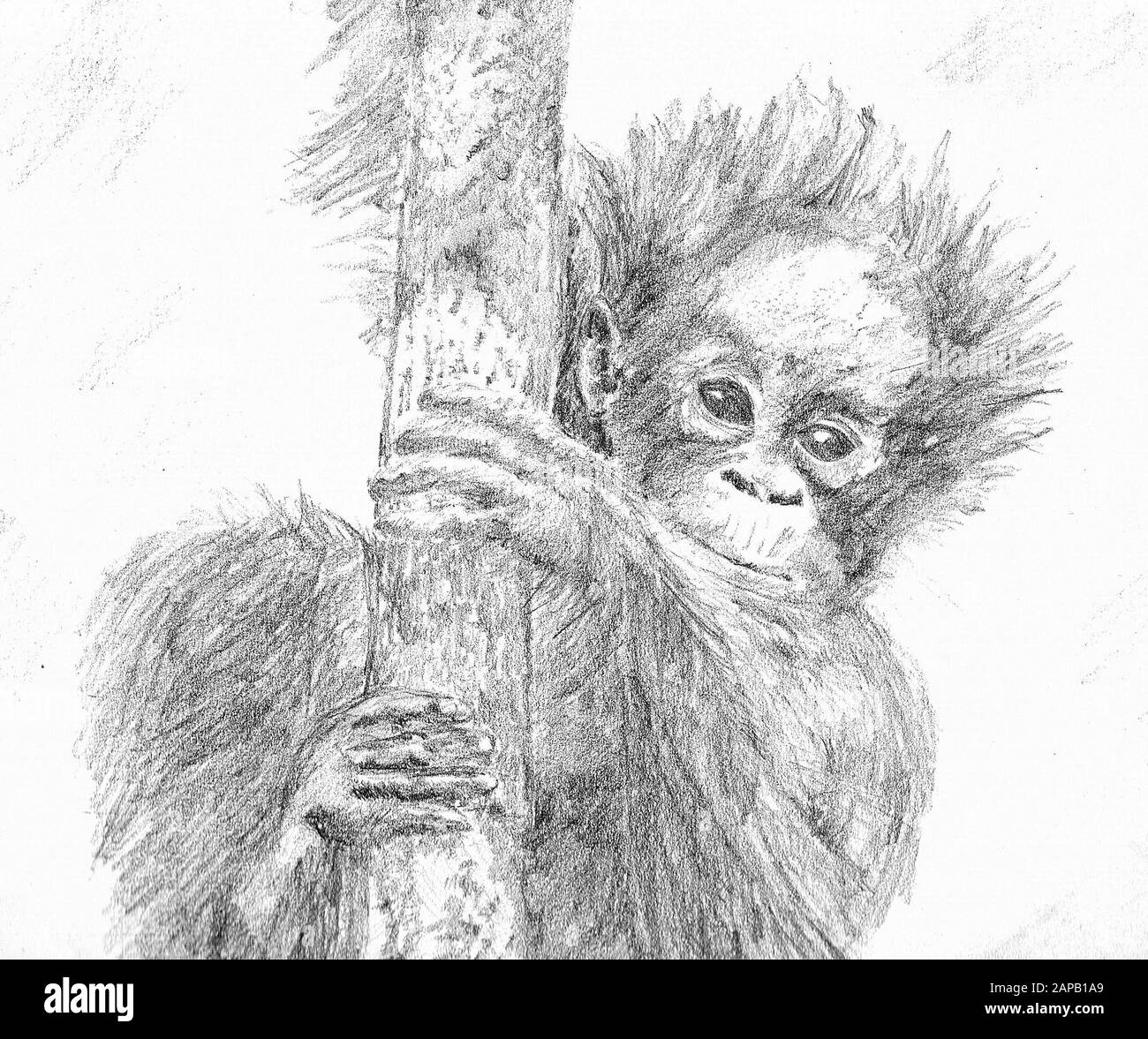 Un croquis d'un jeune orangutan Banque D'Images
