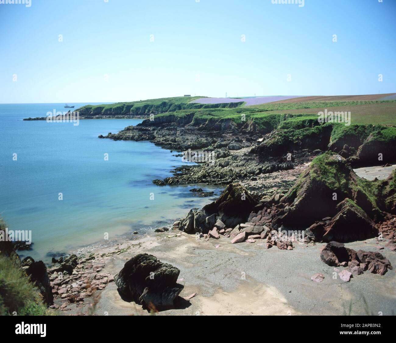 Lindsway Bay, St Ismaels Près De Milford Haven, Pembroke Coastal Path, Pembrokeshire, West Wales. Le champ bleu de la distance est un champ de lin. Banque D'Images