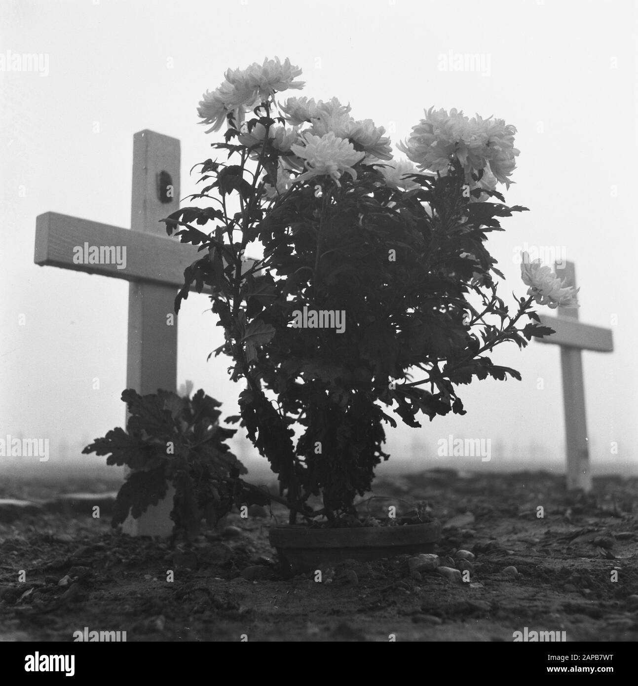 Soldiergraf Margraten Description: [Cemetery Margraten] Annotation: Sur la tombe est la plaque d'identité de l'armée tombée clouée Date: 1945 lieu: Margraten mots clés: Fleurs, tombes, seconde Guerre mondiale Banque D'Images