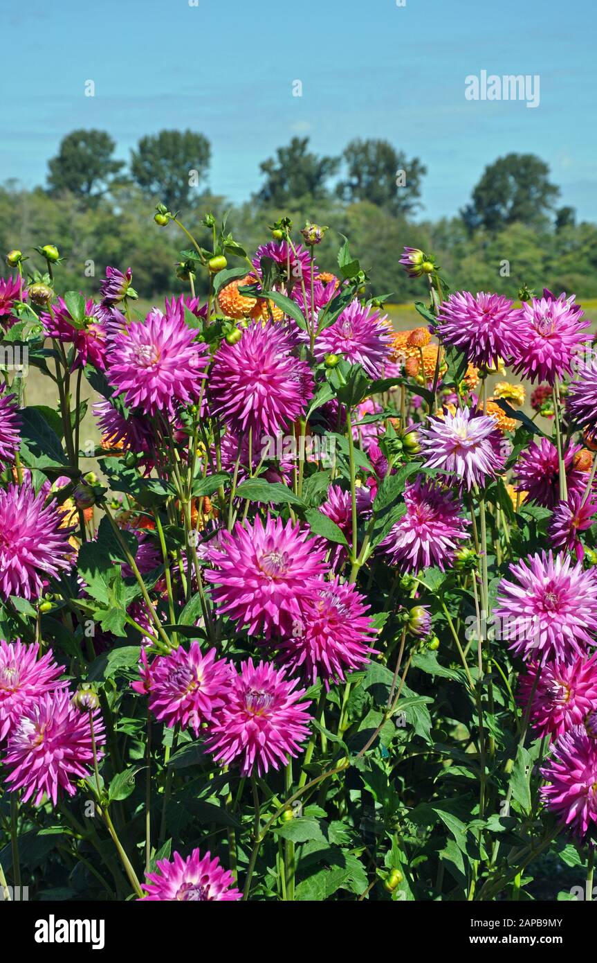 Beau jardin de fleurs pourpre dahlia au soleil Banque D'Images