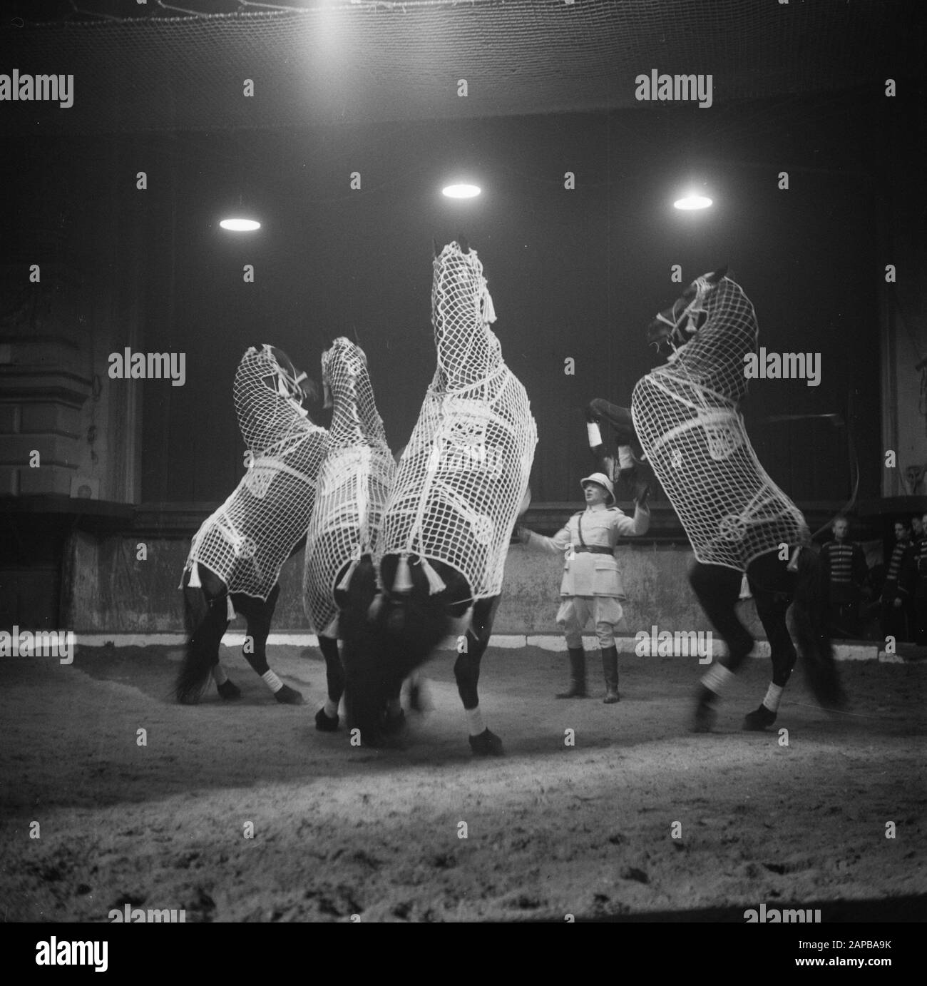 Cirque Strassburger. Dressage de chevaux Date : 22 décembre 1948 Mots-clés : cirques, animaux, chevaux, dressage Cirque Strassburger personnelle Nom : Banque D'Images