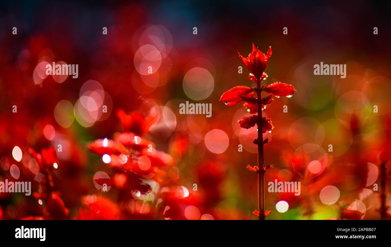 Fleur de sauge sur lit de fleurs rouges Banque D'Images