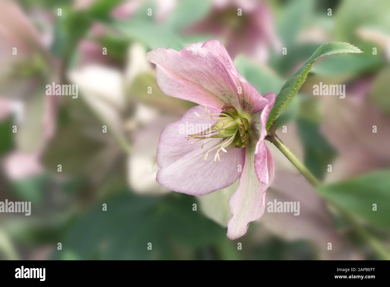 Fleur de rose de Noël en hellebore Banque D'Images