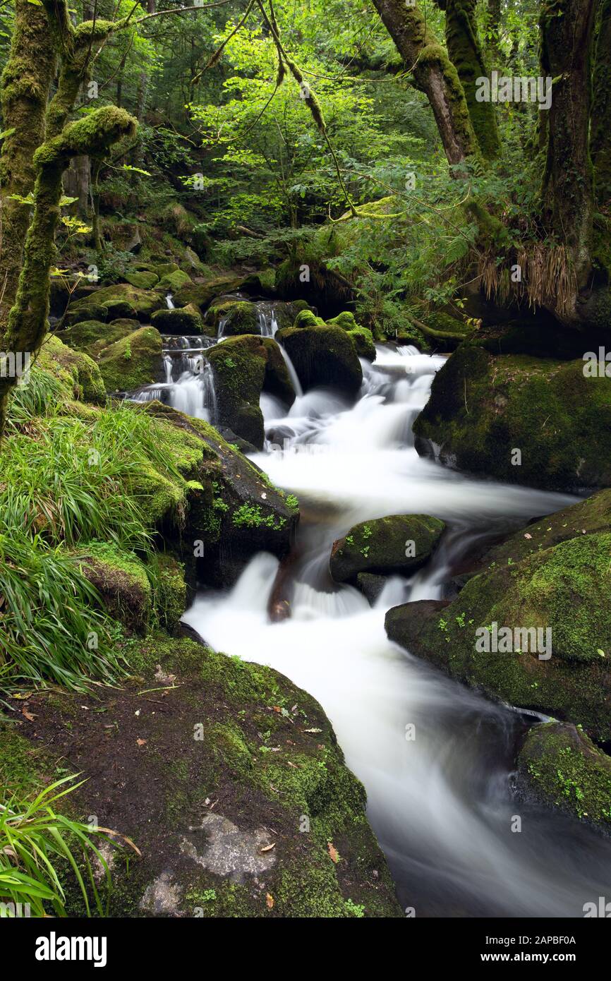 Golitha Falls en été Cornwall Royaume-Uni Banque D'Images