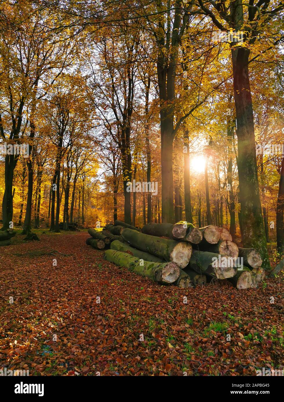 Les feuilles de couleur rouge et orange se trouvent dans la forêt. Le soleil brille sur une pile de troncs d'arbres abattus.les feuilles de couleur rouge et orange se trouvent dans la forêt. Soleil brillant Banque D'Images