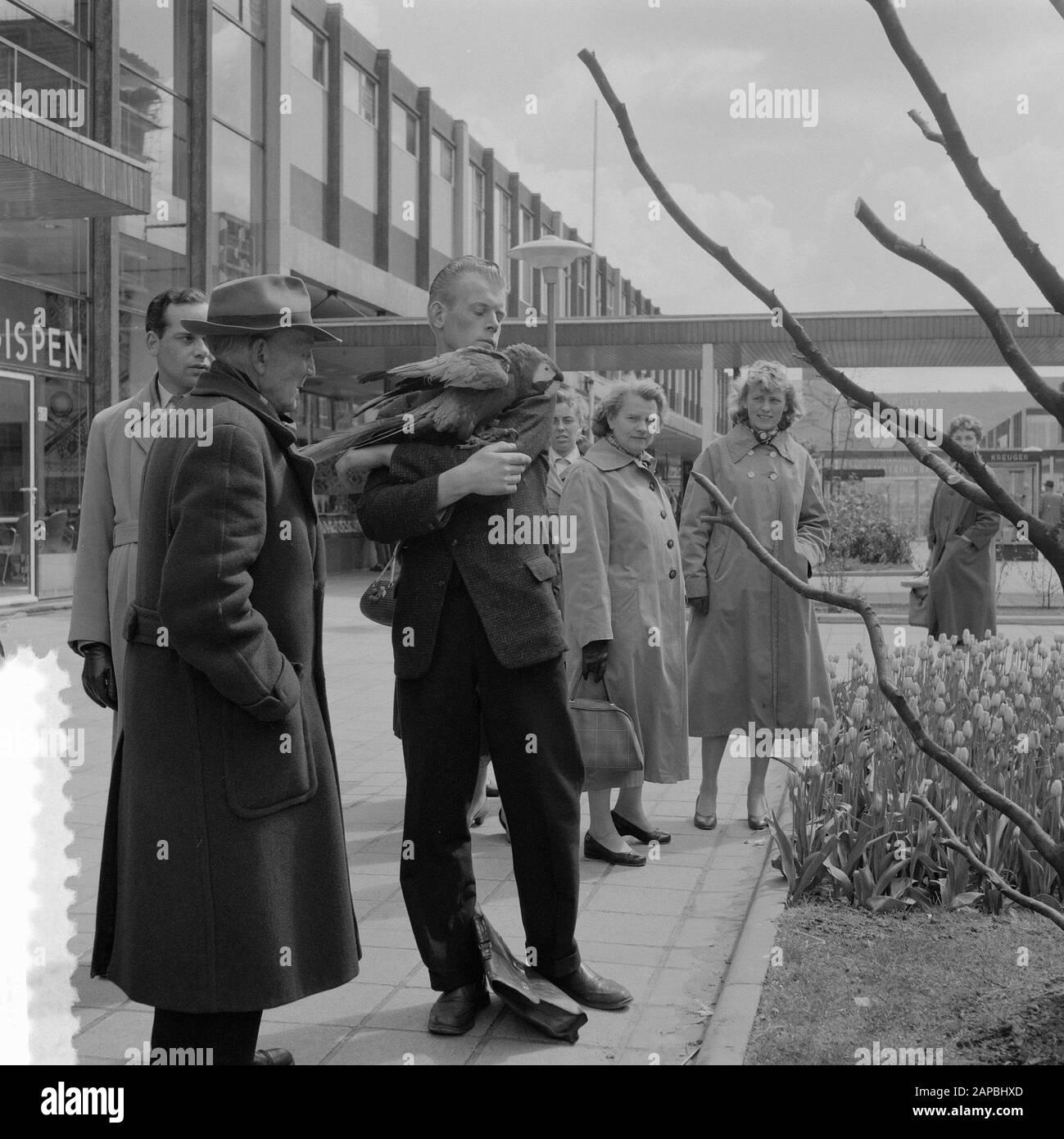 Dieren van Blijdorp op de Lijnbaan à Rotterdam t.g.v. 100ème anniversaire de Blijdorp Date : 7 mai 1957 lieu : Rotterdam, Zuid-Holland mots clés : animal, jubilé Nom de l'institution : Blijdorp Banque D'Images