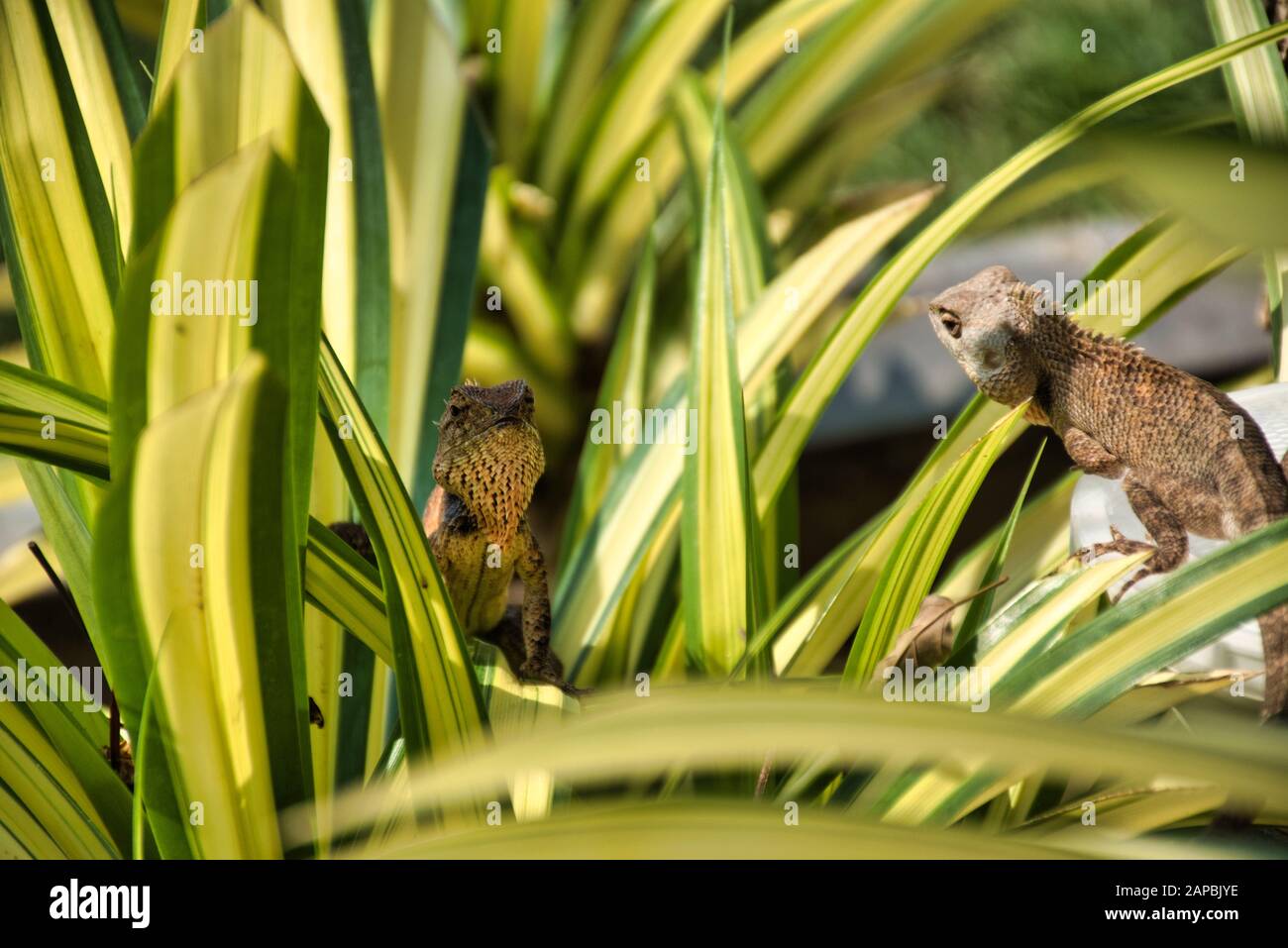 Lézard de jardin oriental (Calotes versicolor) à Kanchanaburi, Thaïlande. C'est un lézard d'agamid trouvé largement distribué dans Indomalaya Banque D'Images