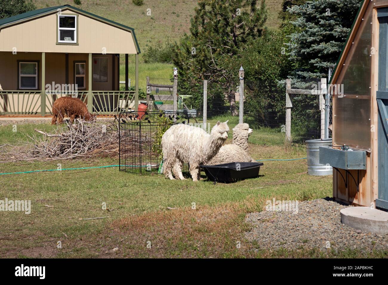 MT00456-00...MONTANA - Lamas au Lama Ranch, une aire de camping avec des cabines pour les cyclistes de Great Divide situés au nord d'Helena. Banque D'Images