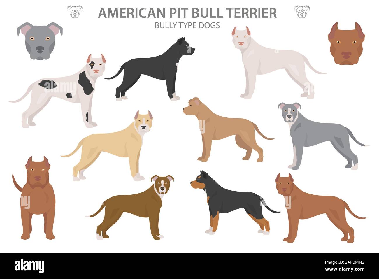 Chiens de type pit bull. Terrier américain de pit bull. Différents types de chiens de couleur blouse. Illustration vectorielle Illustration de Vecteur