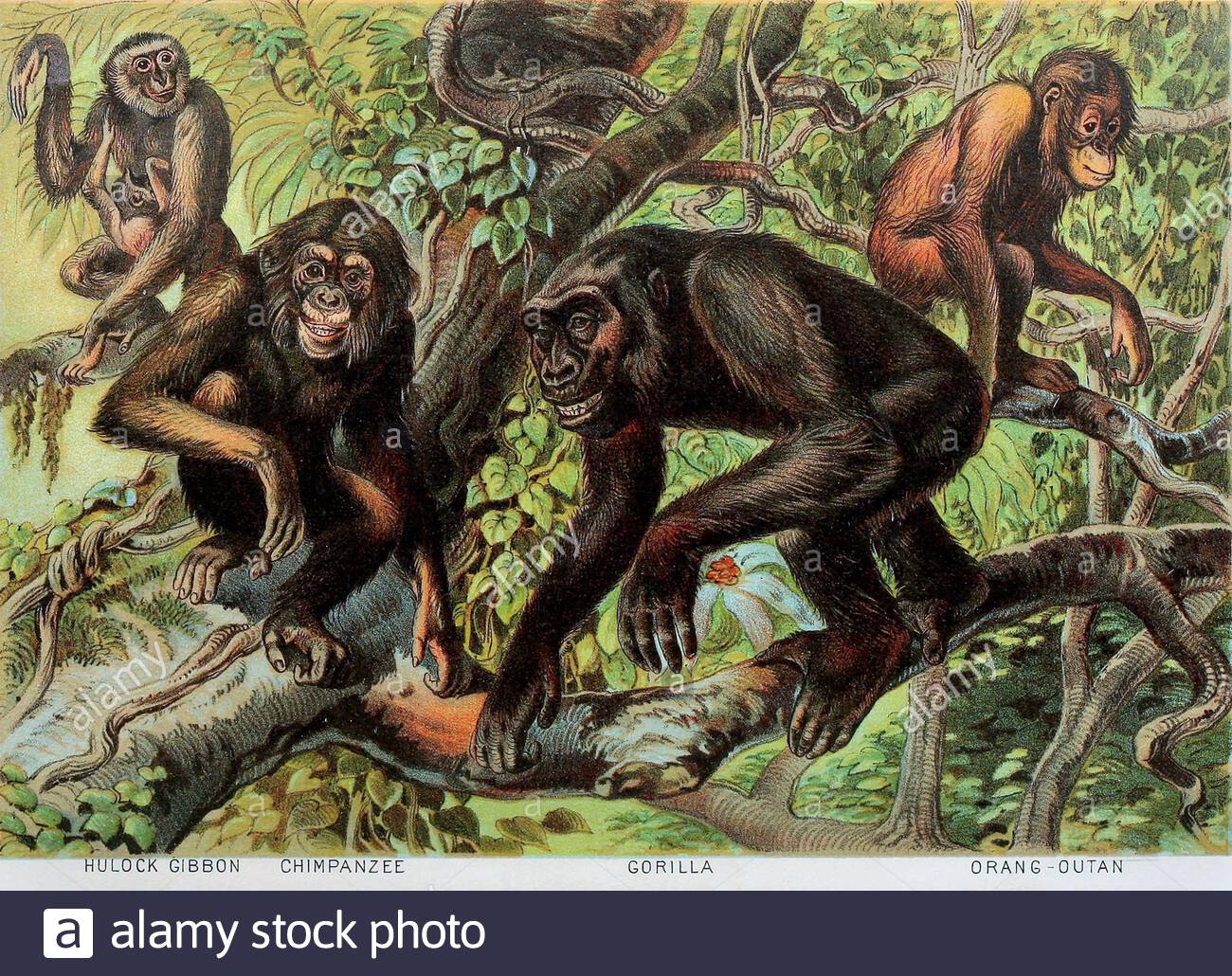 Hulock Gibbon, Chimpanzé, Gorilla, Orangutans, illustration lithographique de couleur vintage à partir de 1880 Banque D'Images