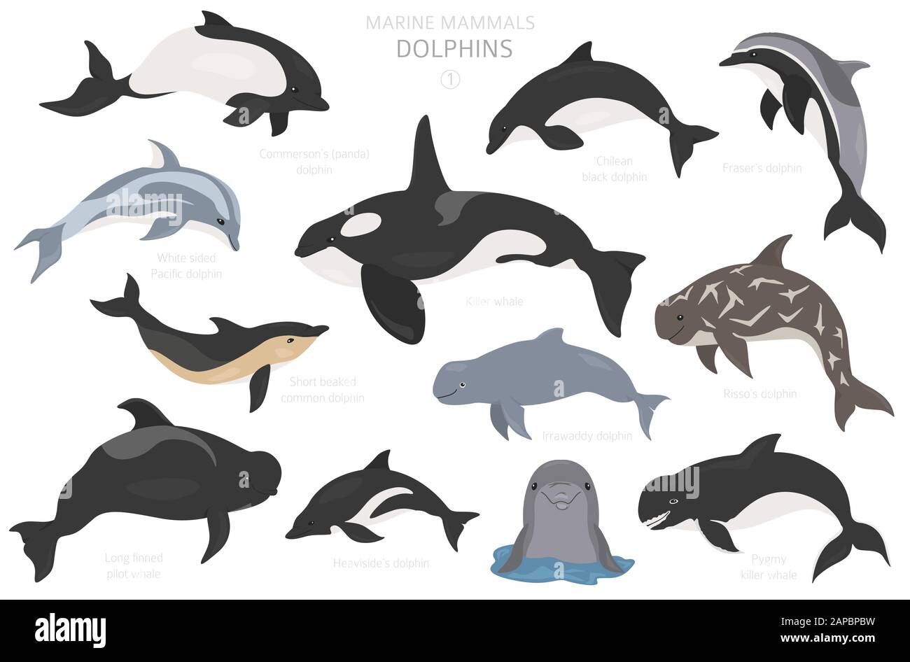 Dauphins ensemble. Collection de mammifères marins. Motif plat de style dessin animé. Illustration vectorielle Illustration de Vecteur