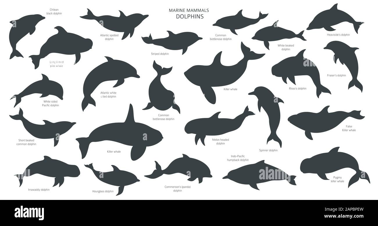 Des silhouettes de dauphins. Collection de mammifères marins. Motif plat de style dessin animé. Illustration vectorielle Illustration de Vecteur