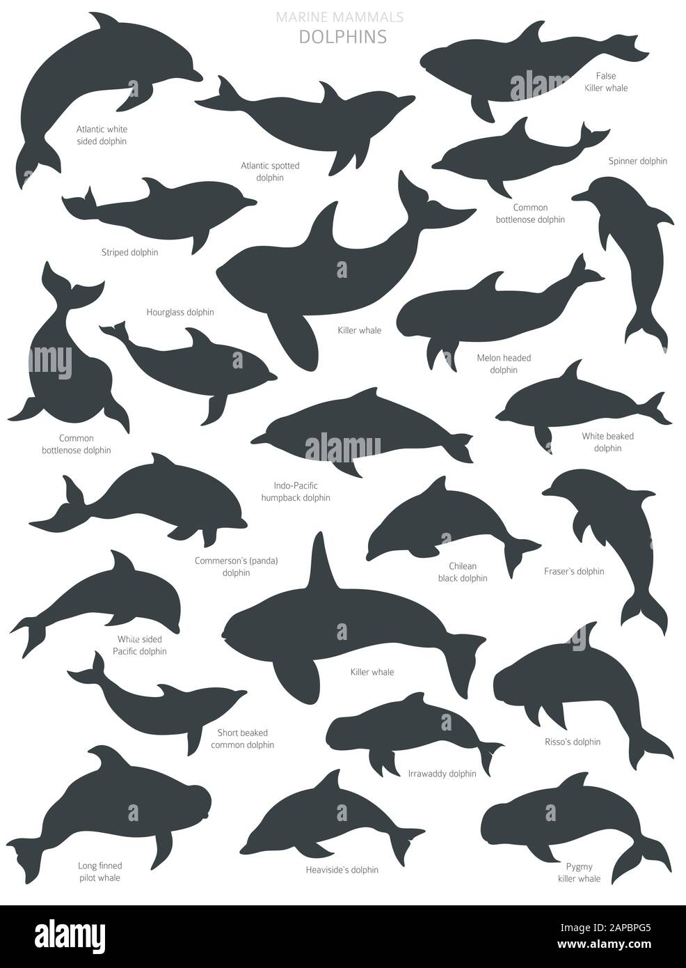 Des silhouettes de dauphins. Collection de mammifères marins. Motif plat de style dessin animé. Illustration vectorielle Illustration de Vecteur