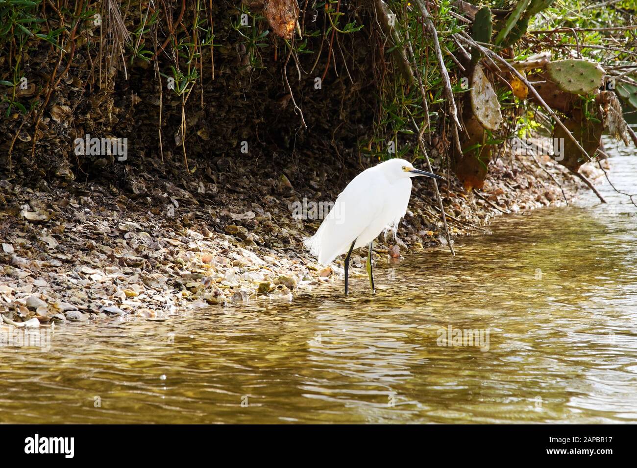 Aigrette enneigée; par eau; Egretta thula; nature; oiseau blanc; faune; animal, Amoureux Key State Park, Estero; FL; Floride; hiver, horizontal Banque D'Images