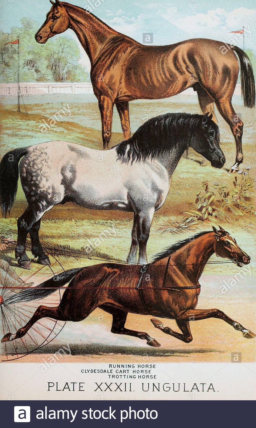 Cheval de course à pied, Clydesdale cheval de chariot, cheval de trotting, illustration lithographique de couleur vintage à partir de 1880 Banque D'Images