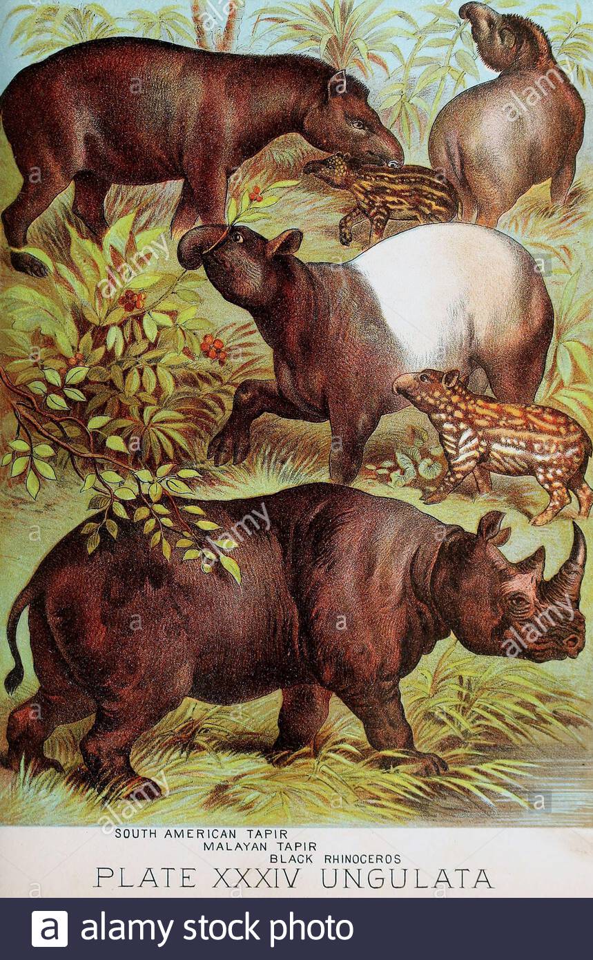 Tapir sud-américain, tapir malaisien, Rhinoceros noir, illustration lithographique couleur vintage à partir de 1880 Banque D'Images