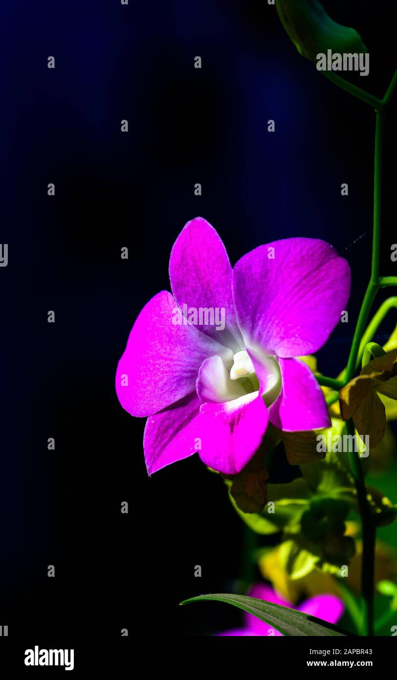 Fleur d'orchidée violette avec fond noir Banque D'Images
