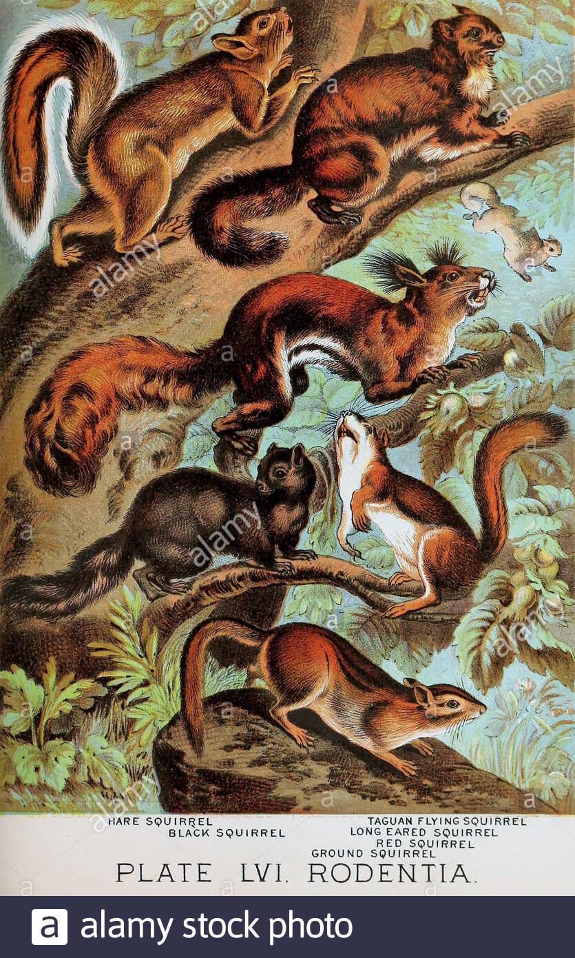 Écureuil lièvre, écureuil noir, écureuil volant de Taguan, écureuil à la longue éperie, écureuil rouge, écureuil au sol, illustration lithographique de couleur vintage à partir de 1880 Banque D'Images