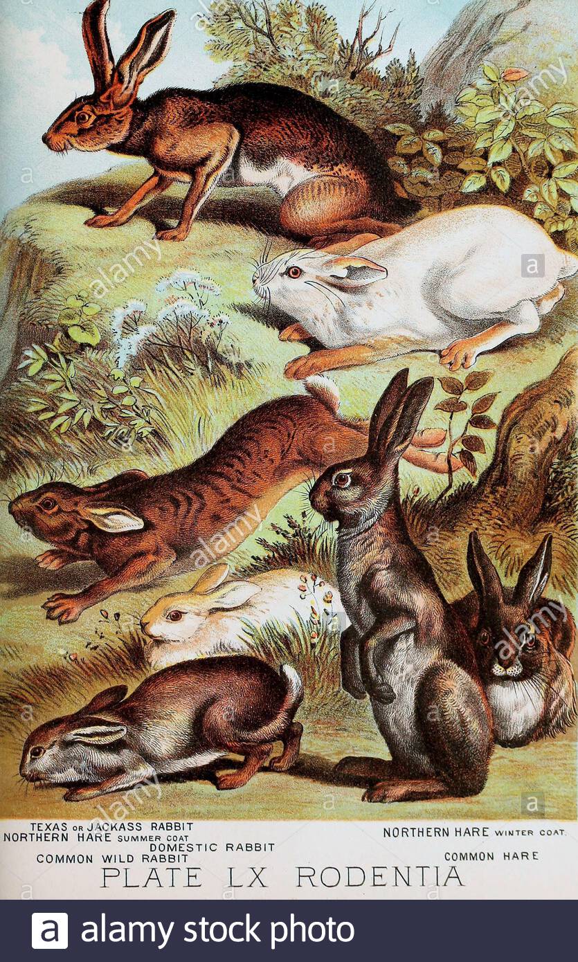 Texas ou Jackass lapin (lapin double), lièvre du Nord, lapin domestique, lapin sauvage commun, lièvre commun, lithographie de couleur vintage à partir de 1880 Banque D'Images