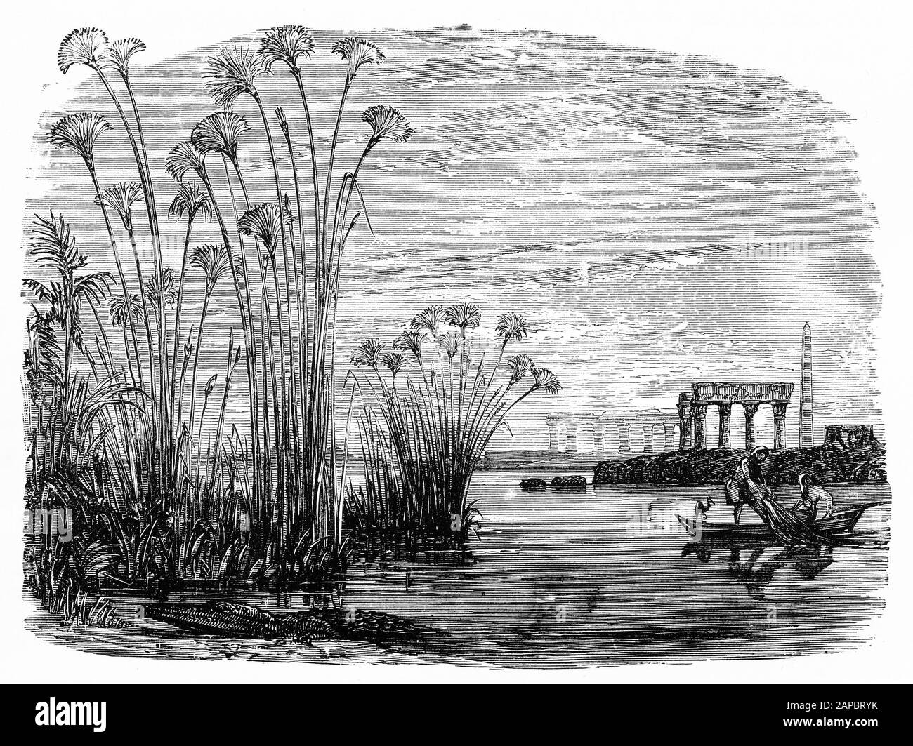 Gravure de plantes de papyrus sur le Nil Banque D'Images