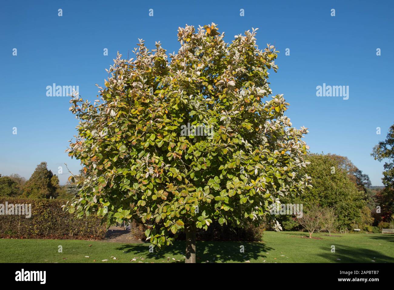 Foliage d'été et Berries vertes d'un arbre de Whitebeam tibétain (Sorbus thibetica 'John Mitchell') avec un fond de ciel bleu brillant au jardin de Wakehurst Banque D'Images