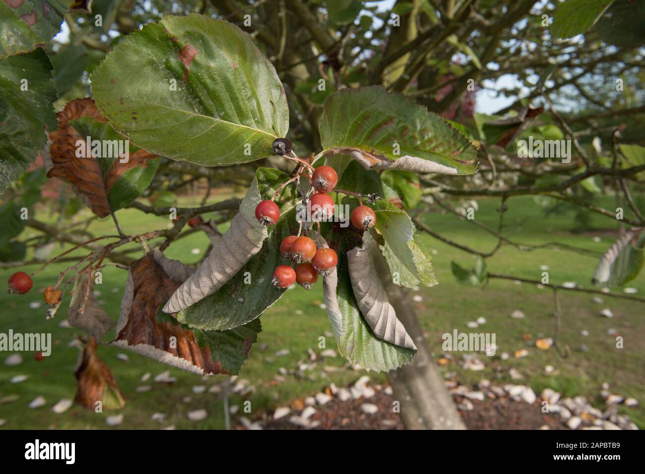 Feuilles d'automne et baies rouges d'un arbre de Whitebeam tibétain (Sorbus thibetica 'John Mitchell') dans un jardin à Wakehurst, West Sussex Banque D'Images