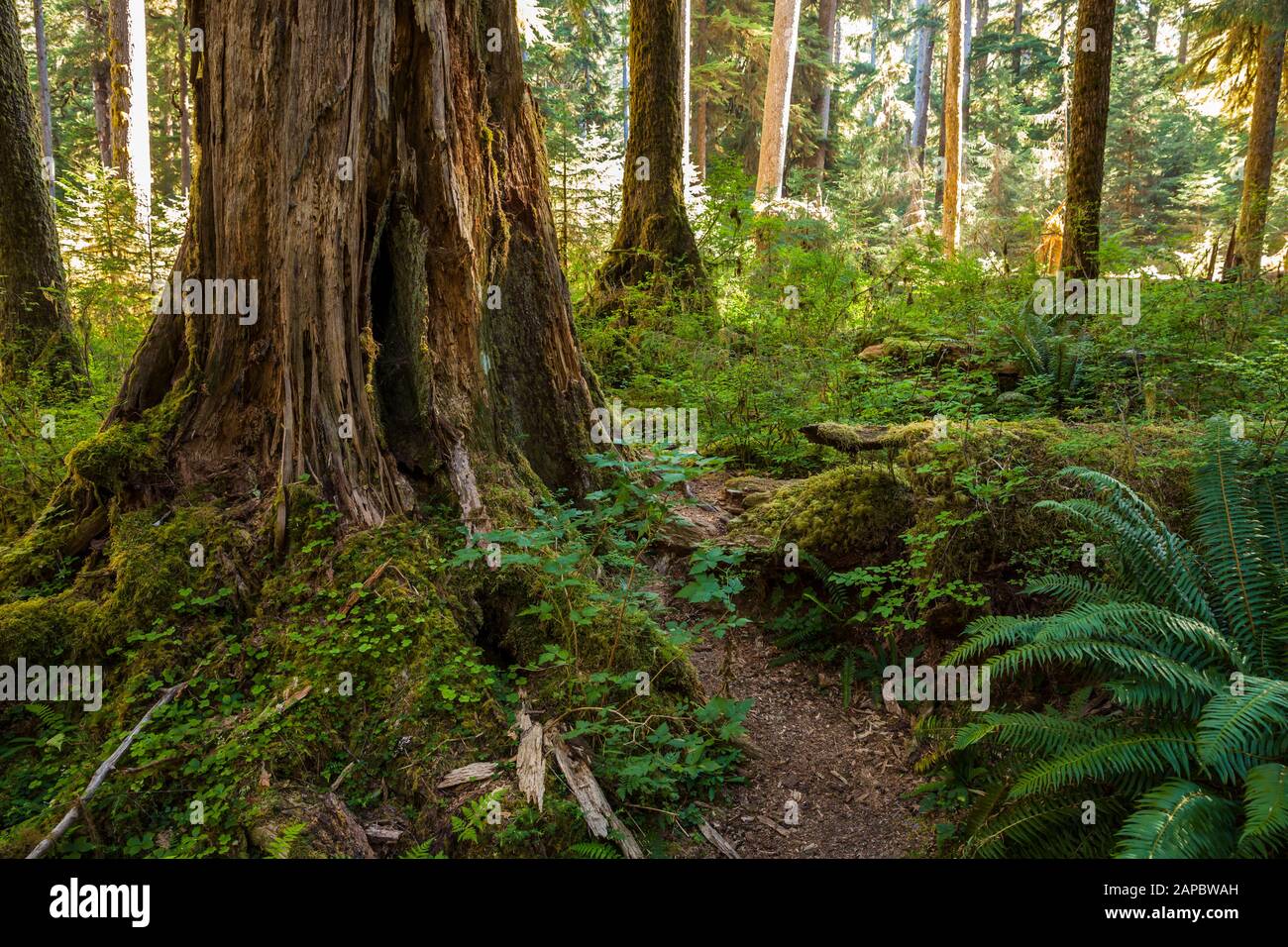 C'est un endroit dans la forêt tropicale de Hoh dans le parc national olympique désigné comme l'un des endroits les plus tranquilles en Amérique du Nord, État de Washington, États-Unis. Banque D'Images