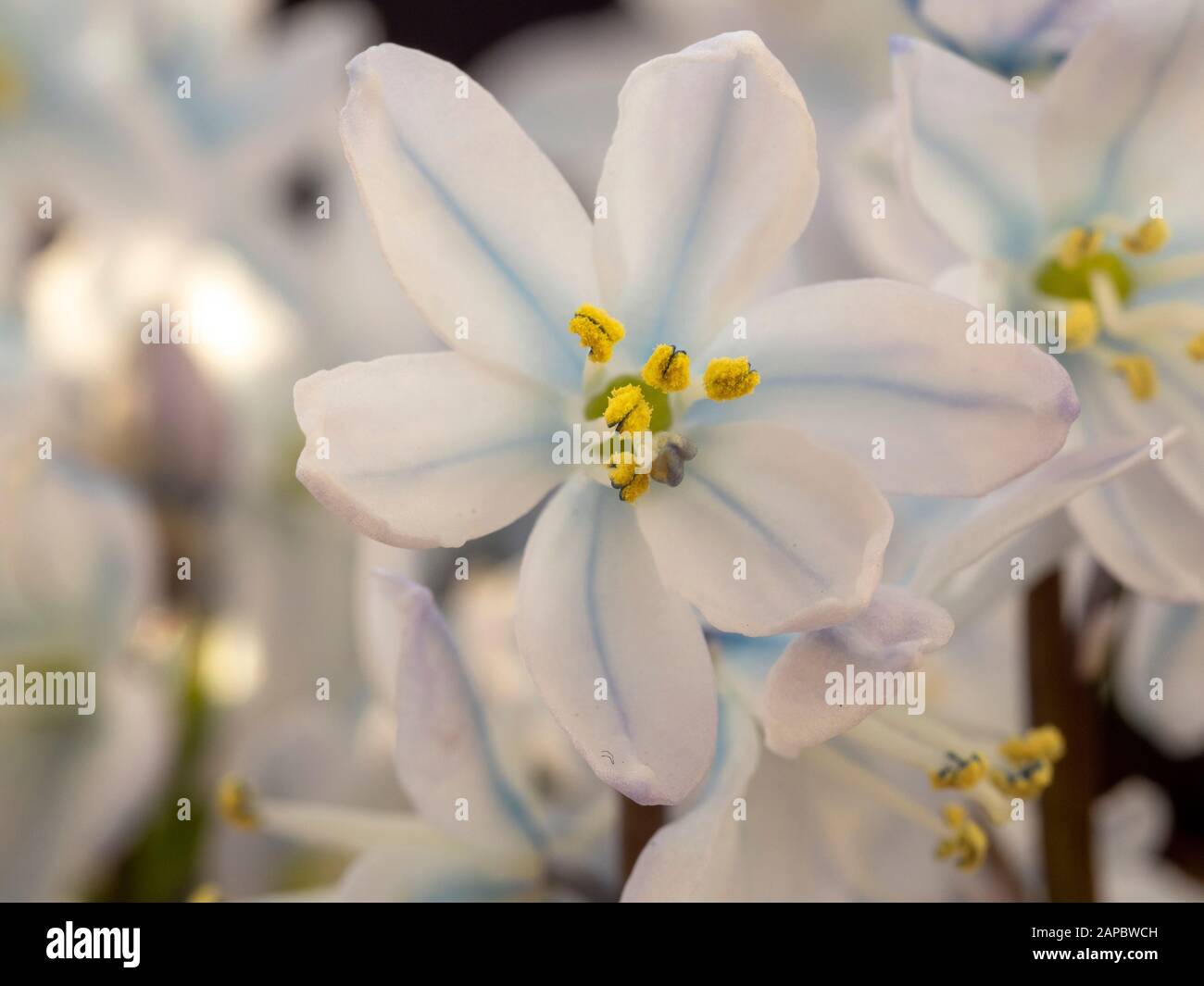 Gros plan d'une jolie fleur blanche de Scilla mischtschenkoana avec pétales blancs et bleus et pollen jaune Banque D'Images