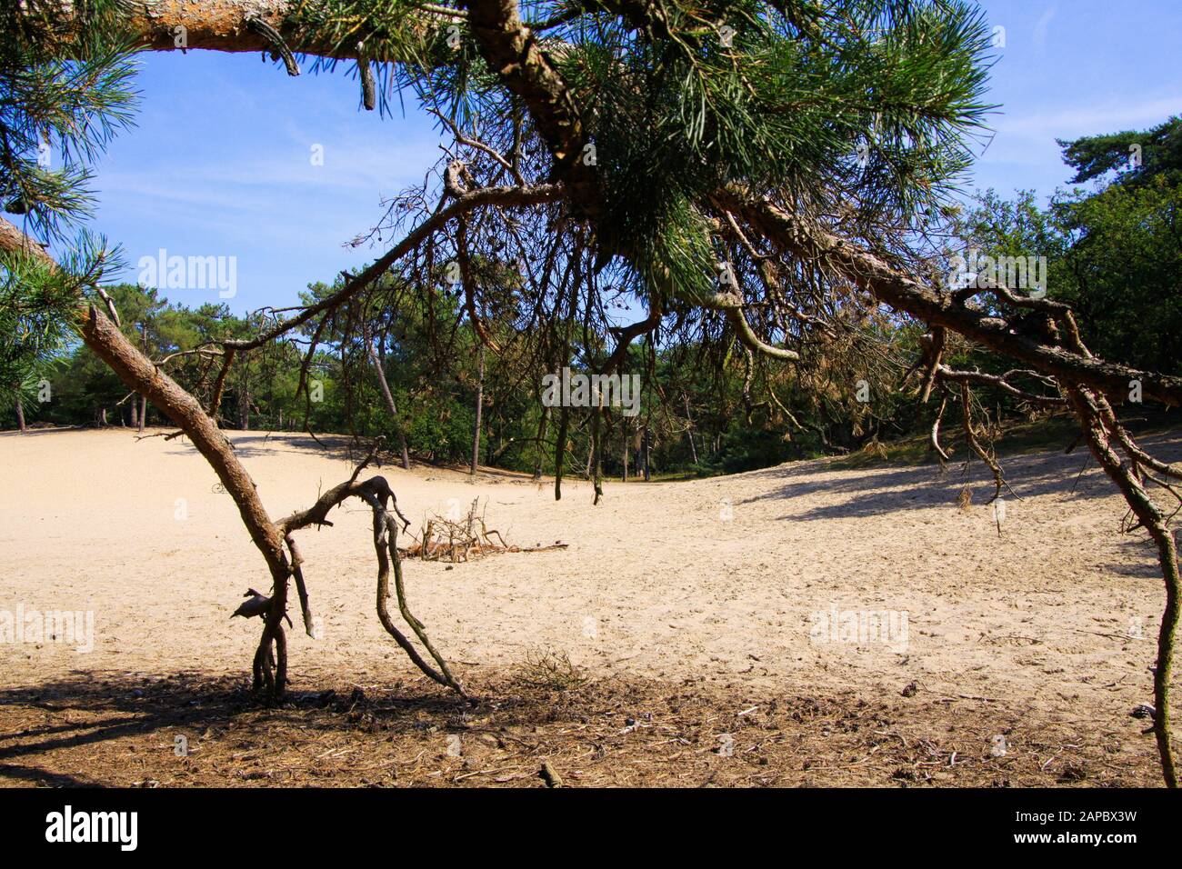 Vue au-delà de la branche sèche et morte sur une dune de sable avec des forêts de pins scotch fond contre le ciel bleu - Loonse und Drunense Duinen, Pays-Bas Banque D'Images