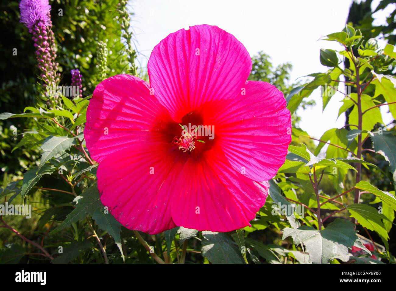 Vue sur les fleurs isolées d'hibiscus violet rouge à la lumière du soleil avec des feuilles vertes floues arrière-plan - Allemagne Banque D'Images