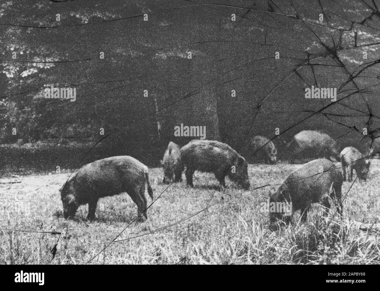 Date endommagée: Non daté mots clés: Mammifères Nom De La Personne: Sanglier Banque D'Images